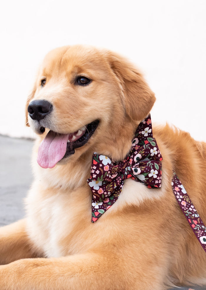 Fluffy retriever lying down outdoors, wearing a stylish burgundy floral belle bow and matching leash. The fabric is decorated with vibrant flowers and leaves.