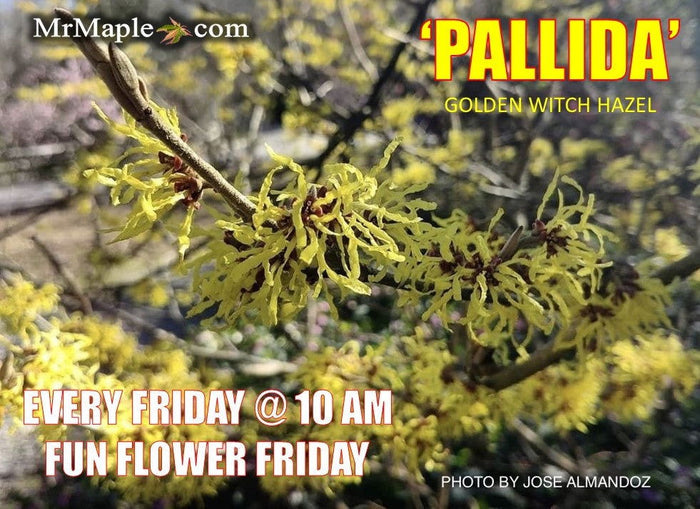 - Hamamelis x intermedia 'Pallida' Golden Witch Hazel - Mr Maple │ Buy Japanese Maple Trees