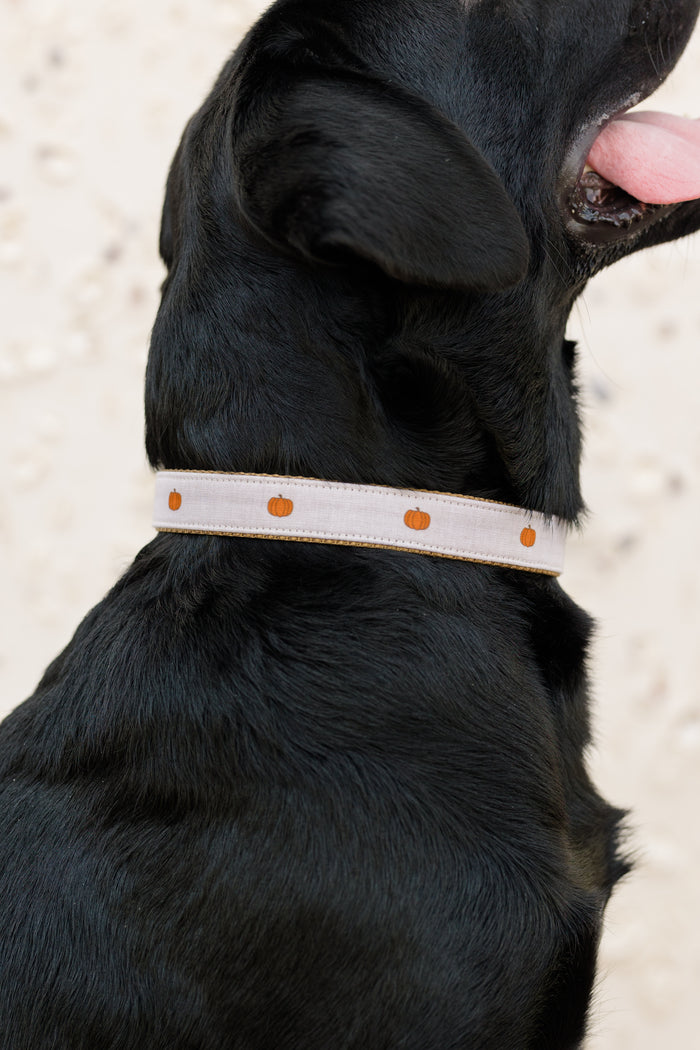 A dog wearing a beige collar decorated with small pumpkins spaced evenly around the band. The collar contrasts against the dog’s dark fur, highlighting the playful fall design. The dog is pictured from the side with its mouth open and tongue out.