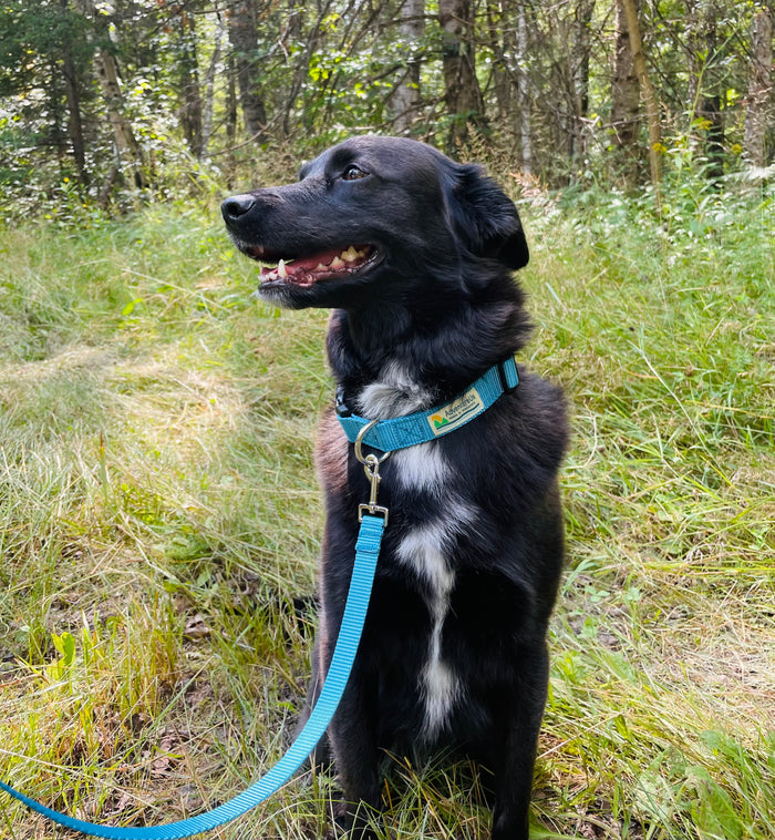 Grab your pup and hit the trail—outdoor adventures together are the ultimate stress-buster and friendship builder. This leash features rugged, heavy-duty webbing and hardware built to withstand every romp and ramble. Proudly crafted right here in Washburn, Wisconsin, it's gear you can trust for all your shared explorations.