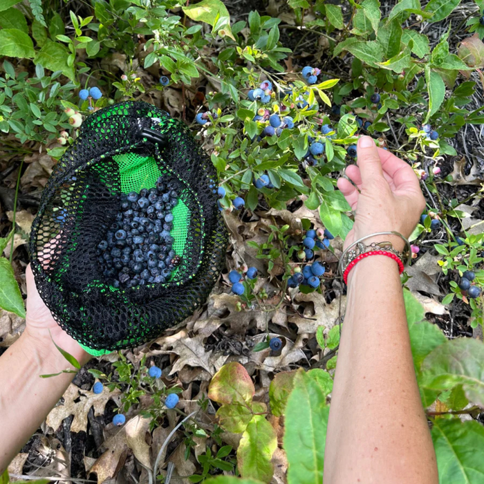 Person picking wild blueberries on a nature hike in Bayfield Wisconsin. Mesh collecting bag used for foraging and picking berries. AdventureUs Mesh Collecting Bag