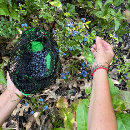 Person picking wild blueberries on a nature hike in Bayfield Wisconsin. Mesh collecting bag used for foraging and picking berries. AdventureUs Mesh Collecting Bag