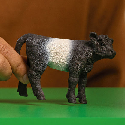 Galloway Calf