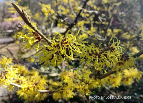 - Hamamelis x intermedia 'Pallida' Golden Witch Hazel - Mr Maple │ Buy Japanese Maple Trees