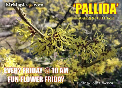 - Hamamelis x intermedia 'Pallida' Golden Witch Hazel - Mr Maple │ Buy Japanese Maple Trees