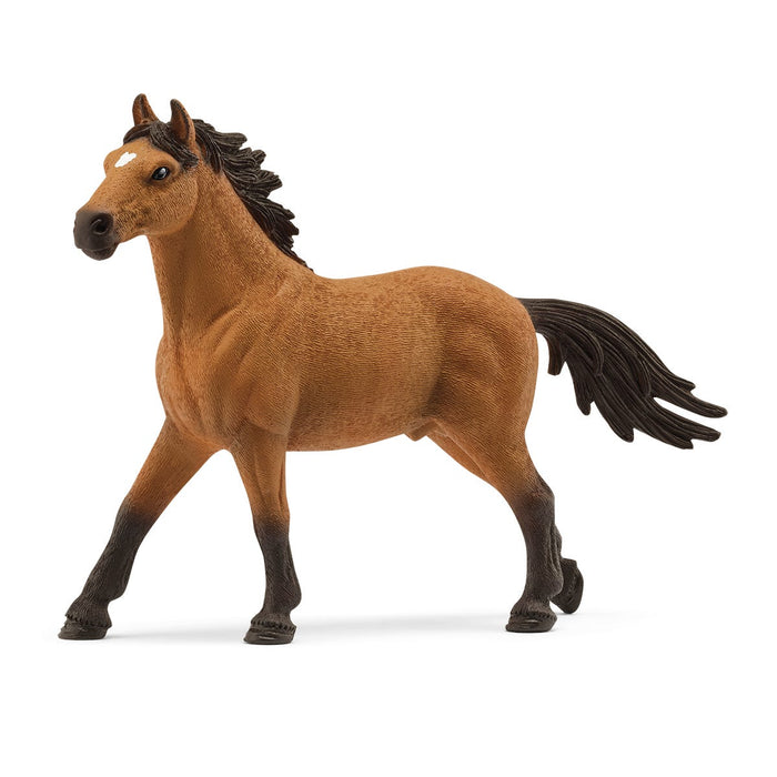 Mustang stallion