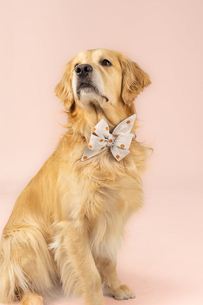 A fluffy dog models a neutral-toned belle bow collar set featuring tiny orange pumpkins scattered across the fabric. The large bow is tied at the front and paired with a matching fabric collar for a cohesive fall accessory.