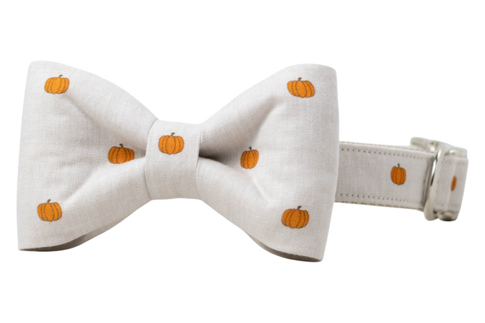 Beige dog collar with an attached matching bow tie, both printed with a repeating pattern of small pumpkins. The collar includes metal hardware, reinforced stitching, and a side-release buckle. A clean and festive accessory ideal for fall outings, Halloween celebrations, or Thanksgiving photos.
