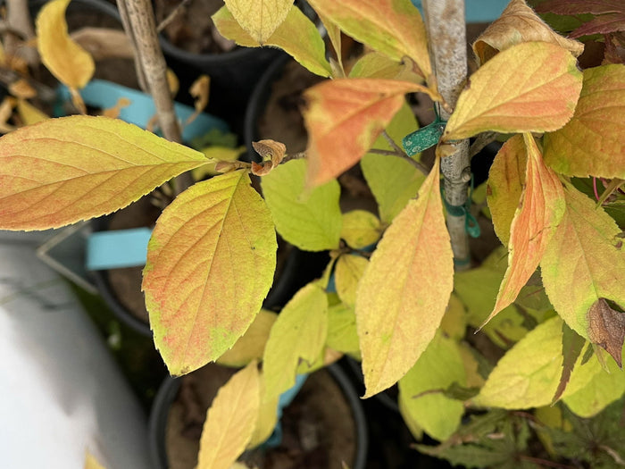 - Stewartia pseudocamellia 'Lindstom’s Weeping' Korean Stewartia - Mr Maple │ Buy Japanese Maple Trees