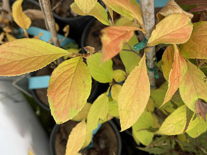 - Stewartia pseudocamellia 'Lindstom’s Weeping' Korean Stewartia - Mr Maple │ Buy Japanese Maple Trees