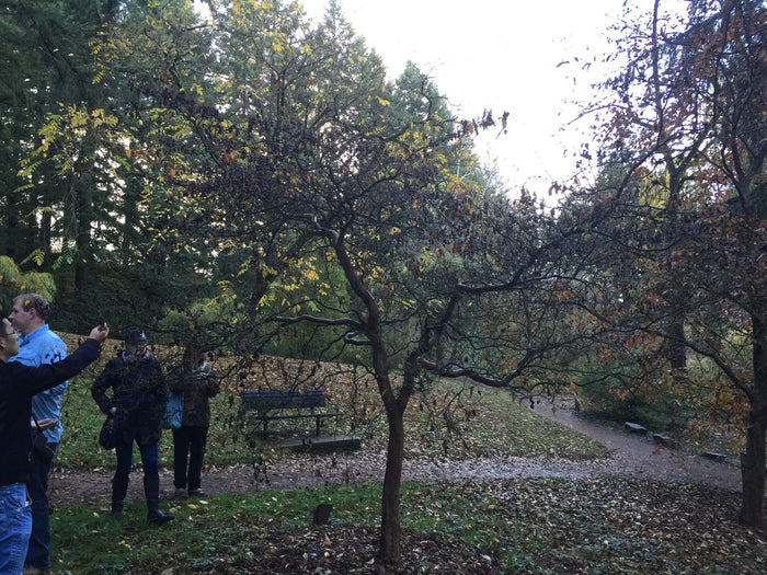 - Stewartia pseudocamellia 'Lindstom’s Weeping' Korean Stewartia - Mr Maple │ Buy Japanese Maple Trees